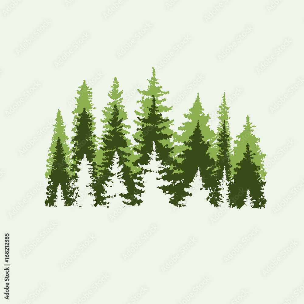 Obraz Spruce forest. Green and beige colors. Vector illustration.