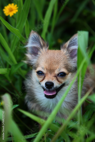 Long hair Chihuahua hides in the green bush