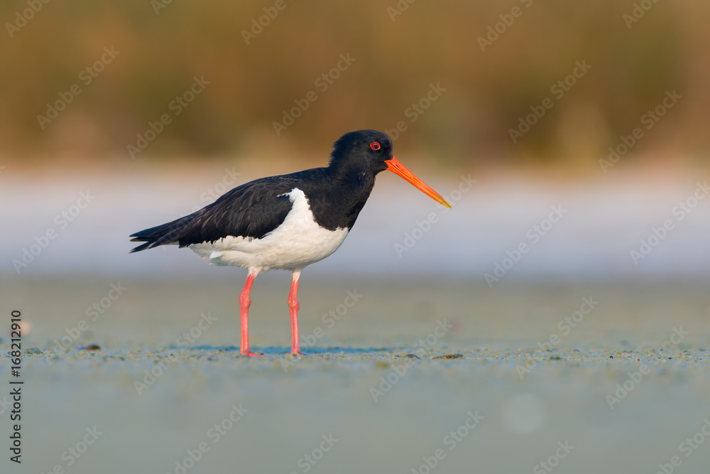 Eurasian oystercatcher (Haematopus ostralegus) Eurasian oystercatcher (Haematopus ostralegus)