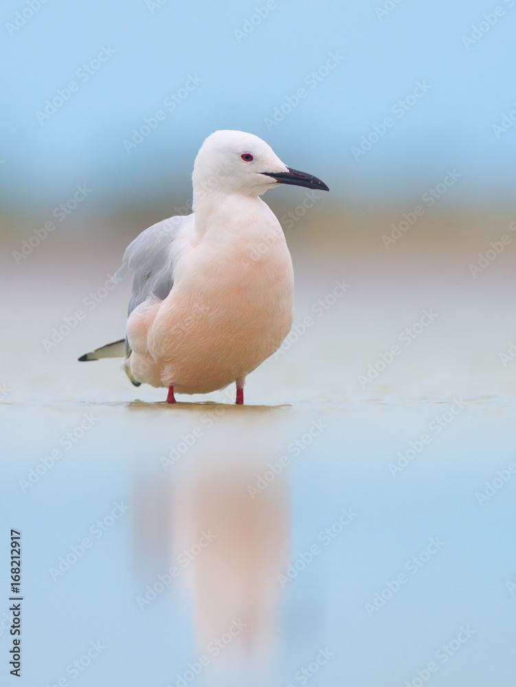 Fototapeta premium The slender-billed gull (Chroicocephalus genei)
