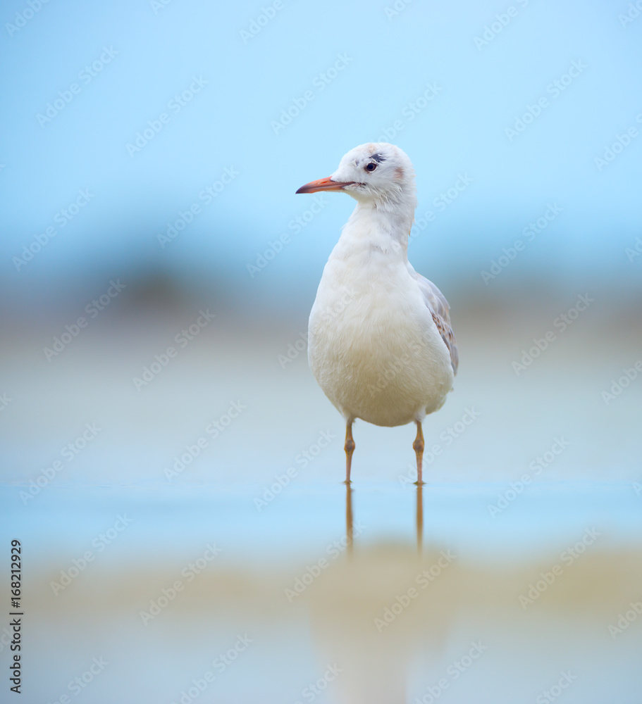 Juvenile slender-billed gull (Chroicocephalus genei) Juvenile slender-billed gull (Chroicocephalus genei)