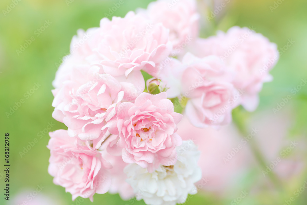 Cluster of pink roses on green background outside