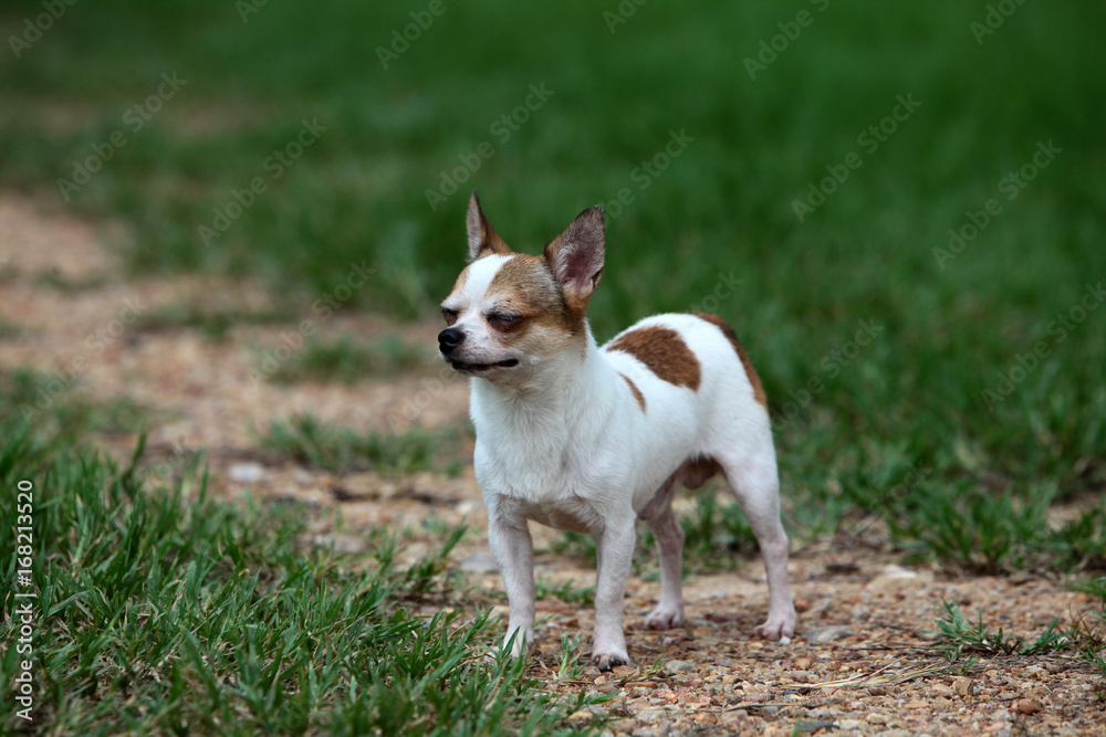 Short hair Chihuahua standing on the meadow Short hair Chihuahua standing on the meadow