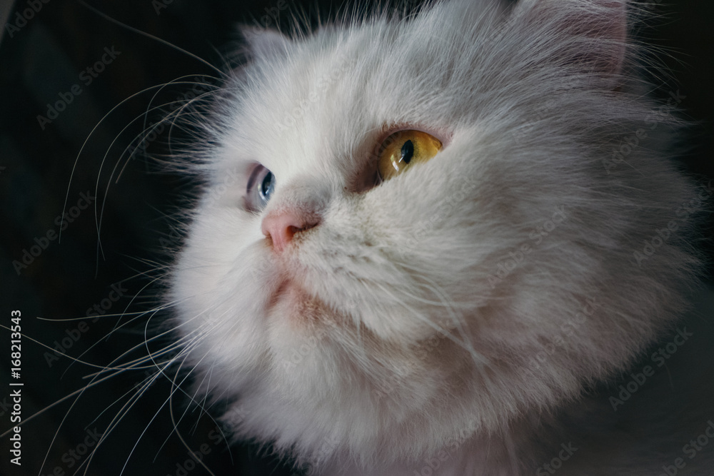 gato con ojos bonitos gato con ojos bonitos
