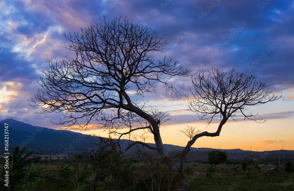 Tree silhouette and colorful sunset and mountains on the background, Lombok, West Nusa Tenggara, Indonesia