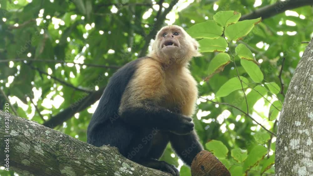 Capuchin monkey eating from a coconut and look curious around whats going on in Montezuma Costa Rica Capuchin monkey eating from a coconut and look curious around whats going on in Montezuma Costa Rica