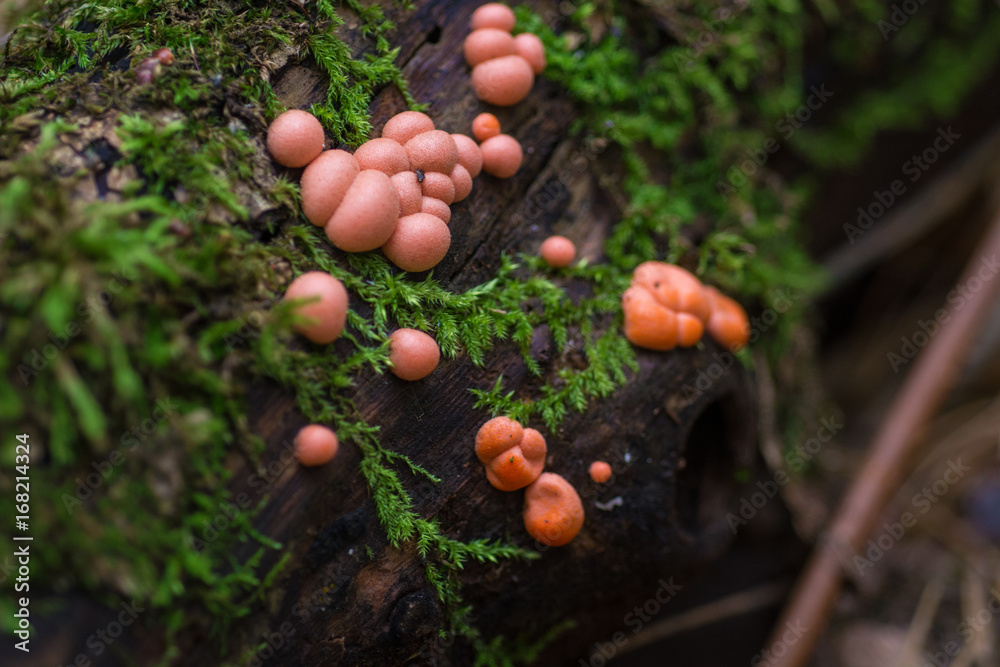 Pink mushrooms spores On an old tree covered with moss. Rainy morning in the forest Pink mushrooms spores On an old tree covered with moss. Rainy morning in the forest