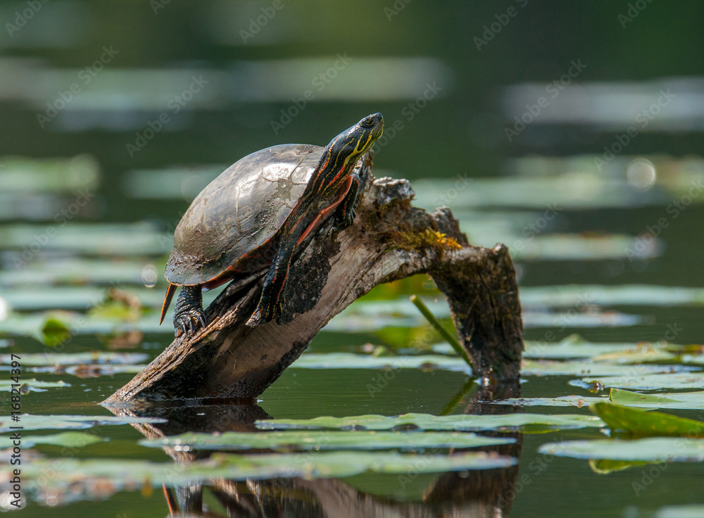 Fototapeta premium Painted Turtle