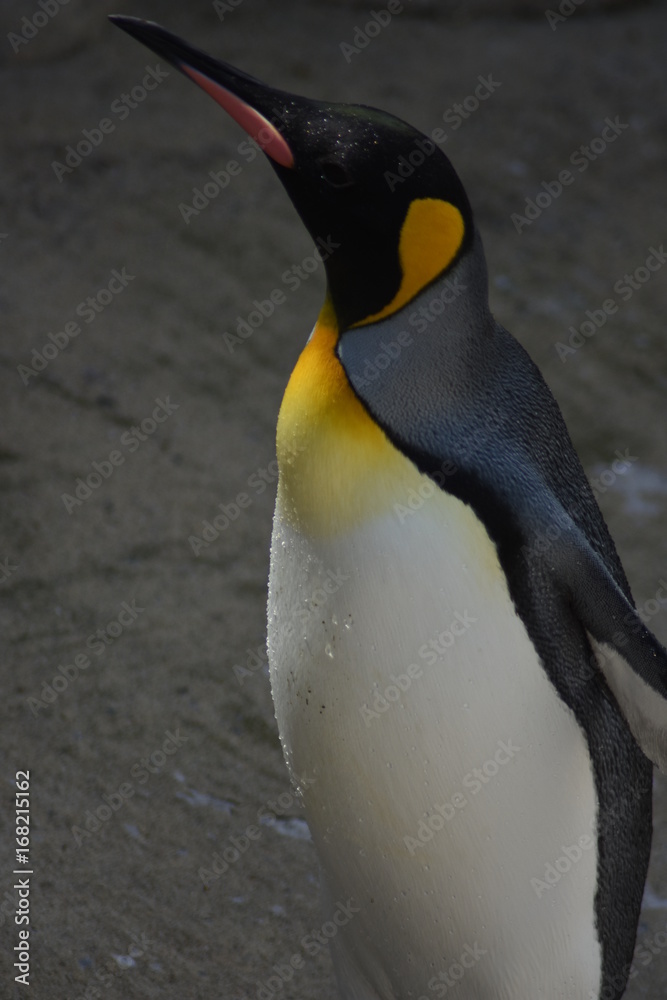 Fototapeta premium Penguin