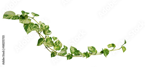 Heart shaped leaves vine golden pothos isolated on white background, tropical climbing jungle plant, clipping path included photo