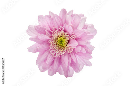 pnk flower beautiful on a white background