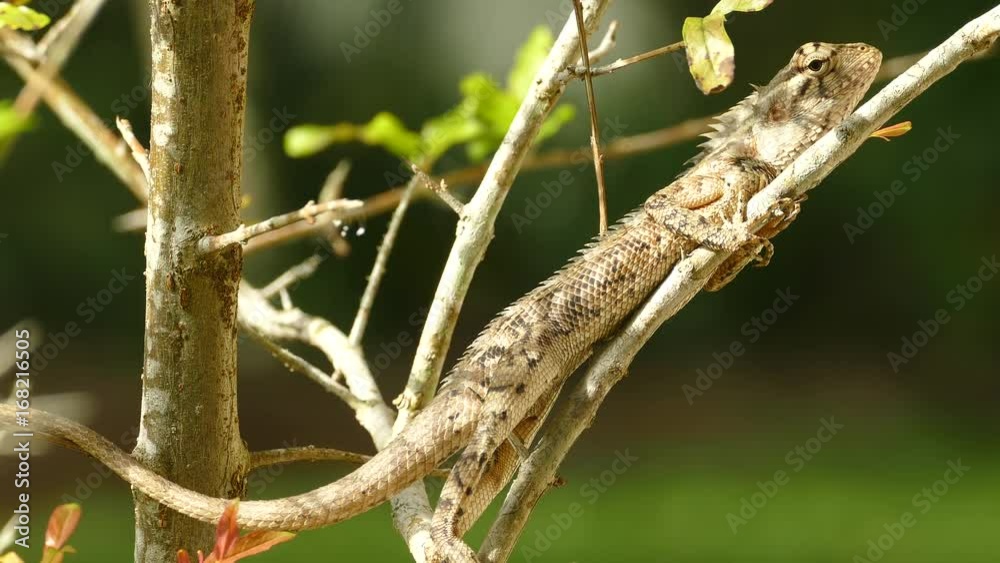 Indian chameleon on a branch in sri lanka Indian chameleon on a branch in sri lanka