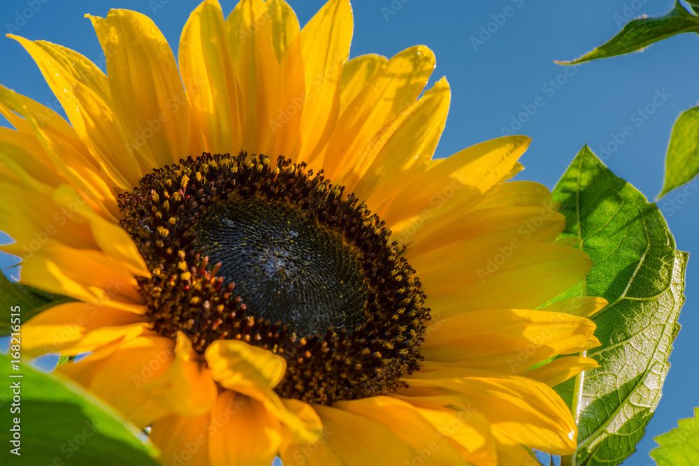 Naklejka premium Sunflower