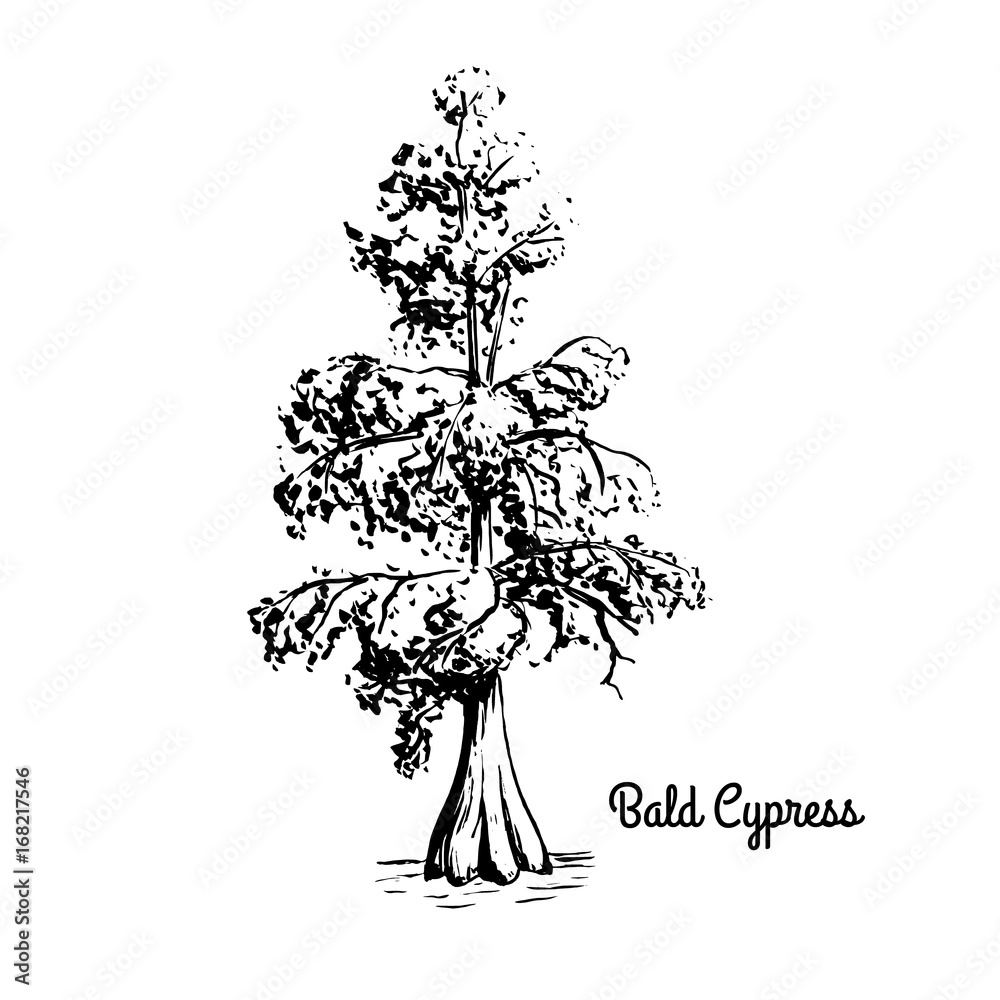 Obraz premium Vector sketch illustration of Bald Cypress. Black silhouette of Swamp cypress isolated on white background. Coniferous state tree of Louisiana. Symbol of southern swamps
