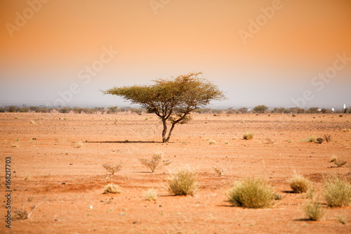 Fototapeta Naklejka Na Ścianę i Meble -  tree in the desert
