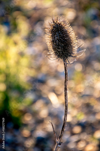 Solitary weed teasel seed head against bokeh beach pebbles 