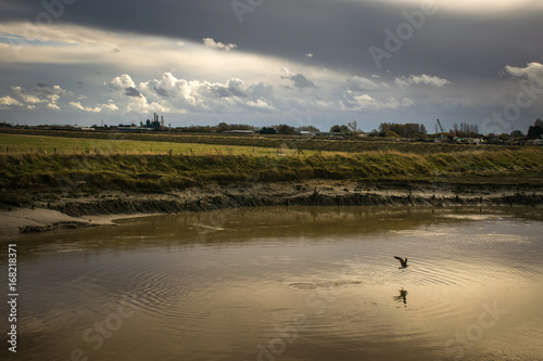 Obraz na plátně Lone sea gull flies up marshland river under storm clouds.