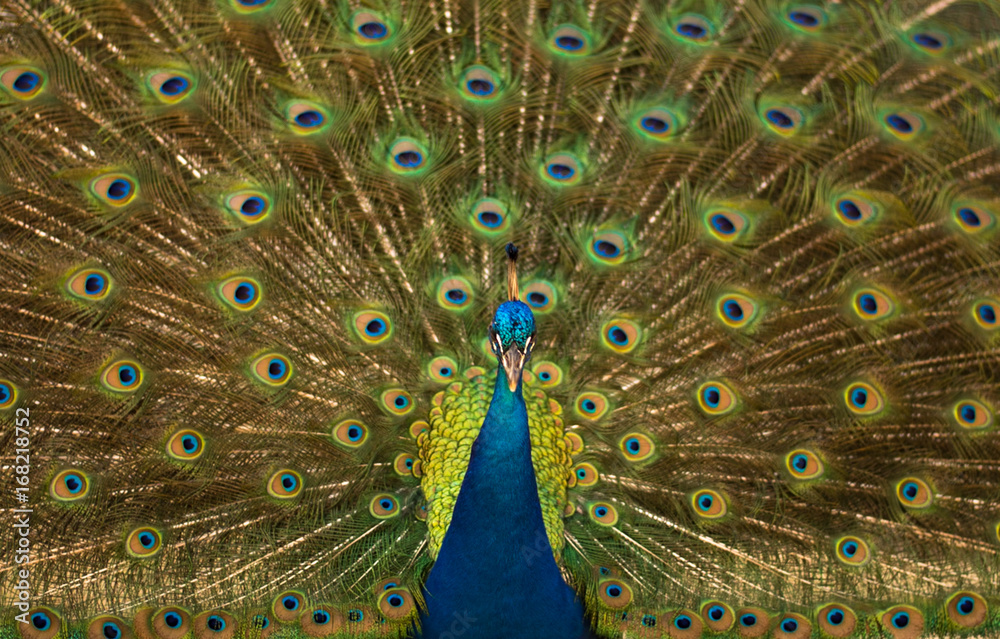 Obraz premium Charging Peacock