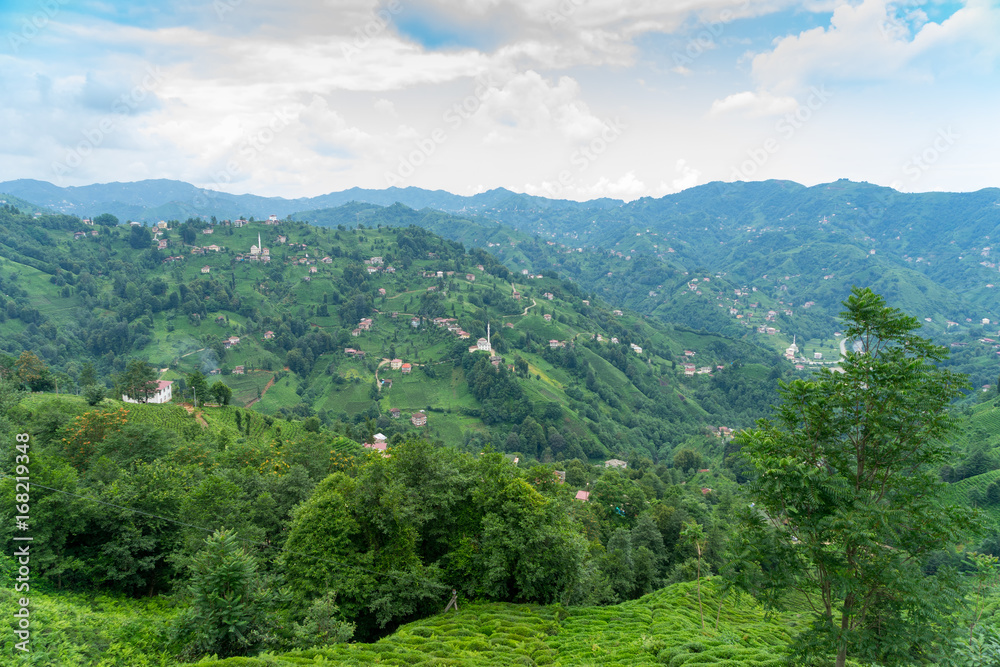 Fototapeta premium Tea Plantation Landscape, Rize, Turkey