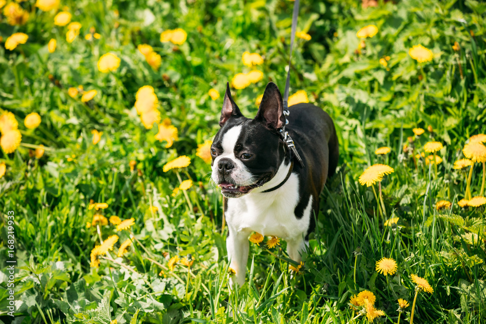 Funny Young Boston Bull Terrier Dog Outdoor In Green Spring Meadow Funny Young Boston Bull Terrier Dog Outdoor In Green Spring Meadow
