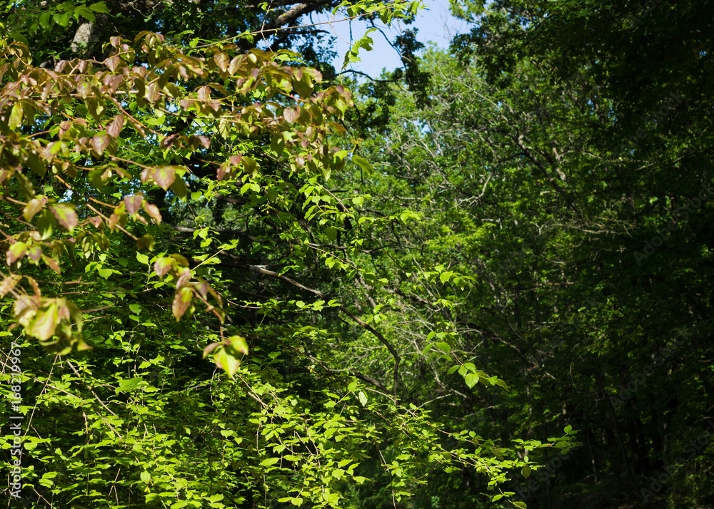 Fototapeta premium Beautiful green forest, summer nature