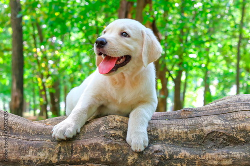 White puppy in a summer park ...