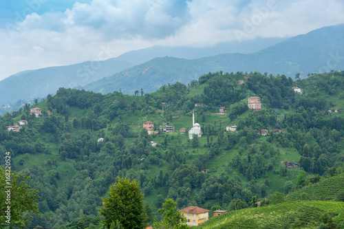 Tea Plantation Landscape  Rize  Turkey