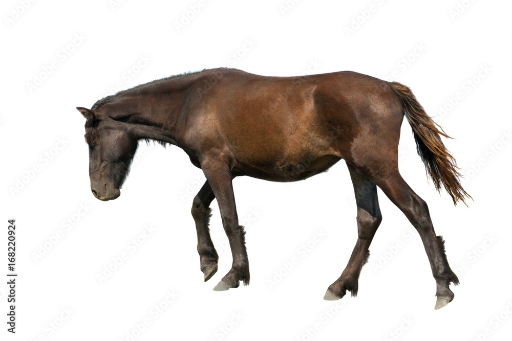 Fototapeta premium horse