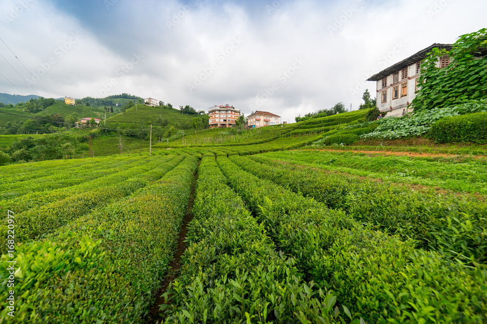 Tea Plantation Landscape, Rize, Turkey