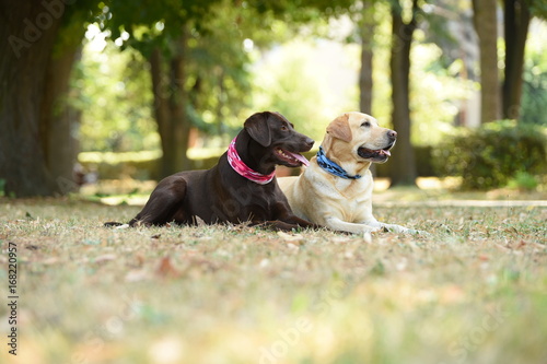 Two labradors in the park