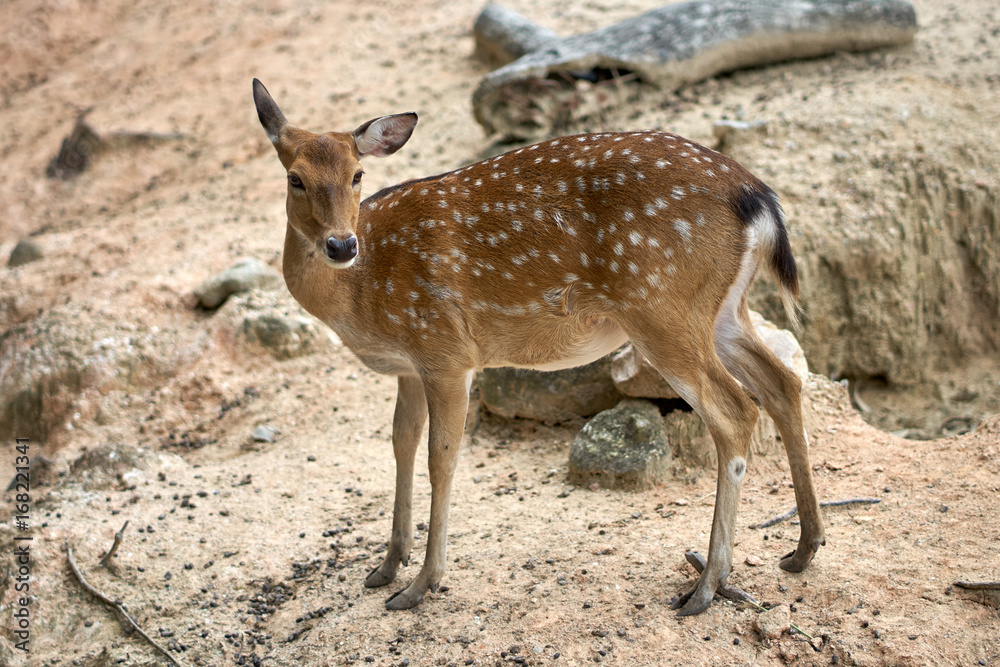 Brown deer, Sika female walking on the ground. Brown deer, Sika female walking on the ground.