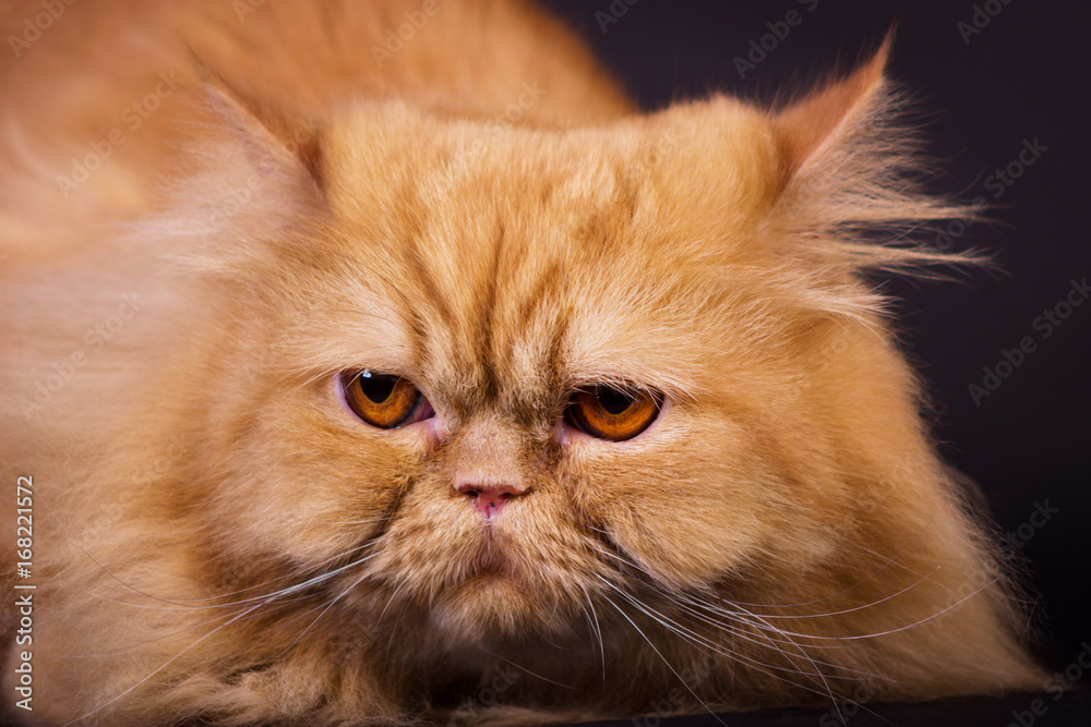 Orange persian cat Orange persian cat