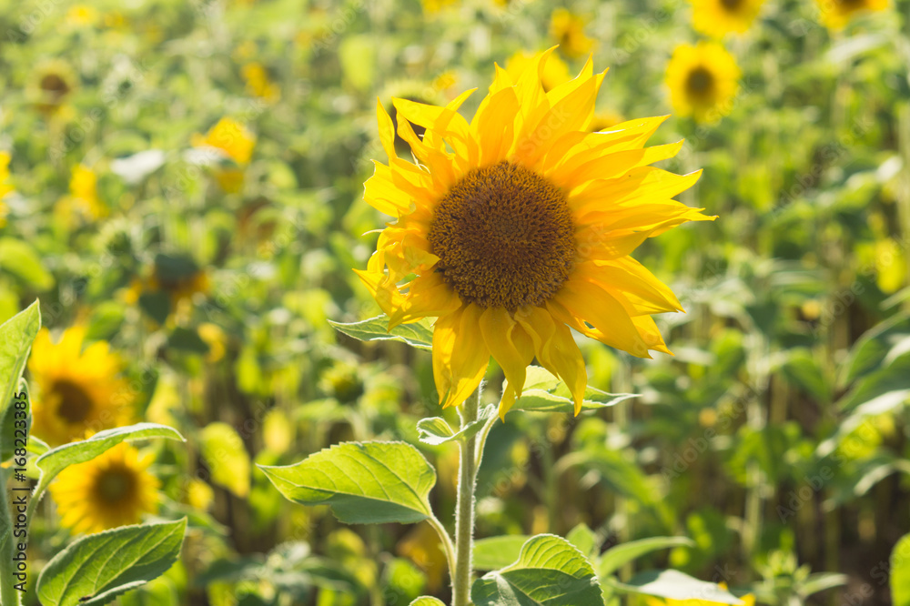 Sunflower field in sunset light. Autumn background. Sunflower field in sunset light. Autumn background.