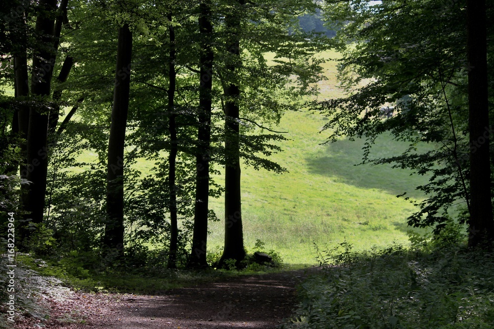 Obraz premium Waldweg mit sonniger Lichtung