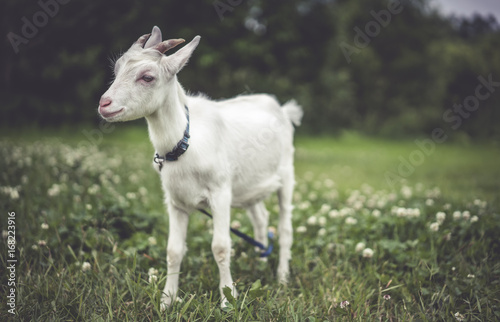 Goat Standing