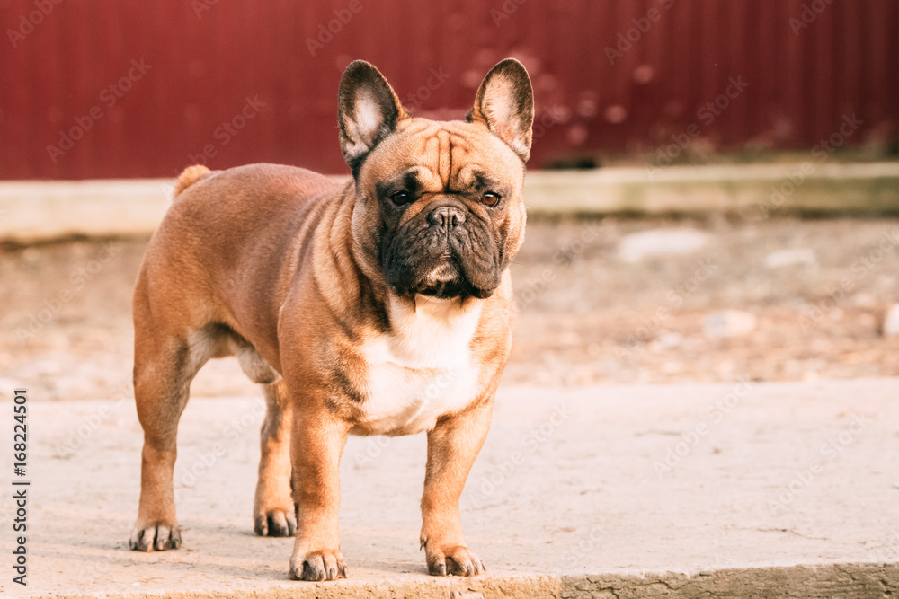 Adult Red French Bulldog Dog Standing Outdoor