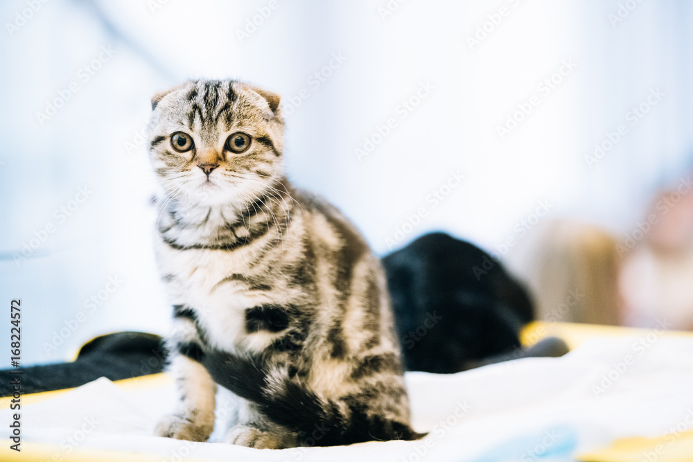 Small Cute Gray Scottish Fold Cat Kitten Indoor