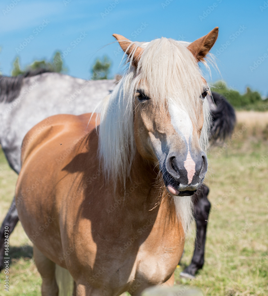 Portrait of a Norwegian horse