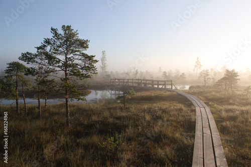 Wood roud trough swamp. photo