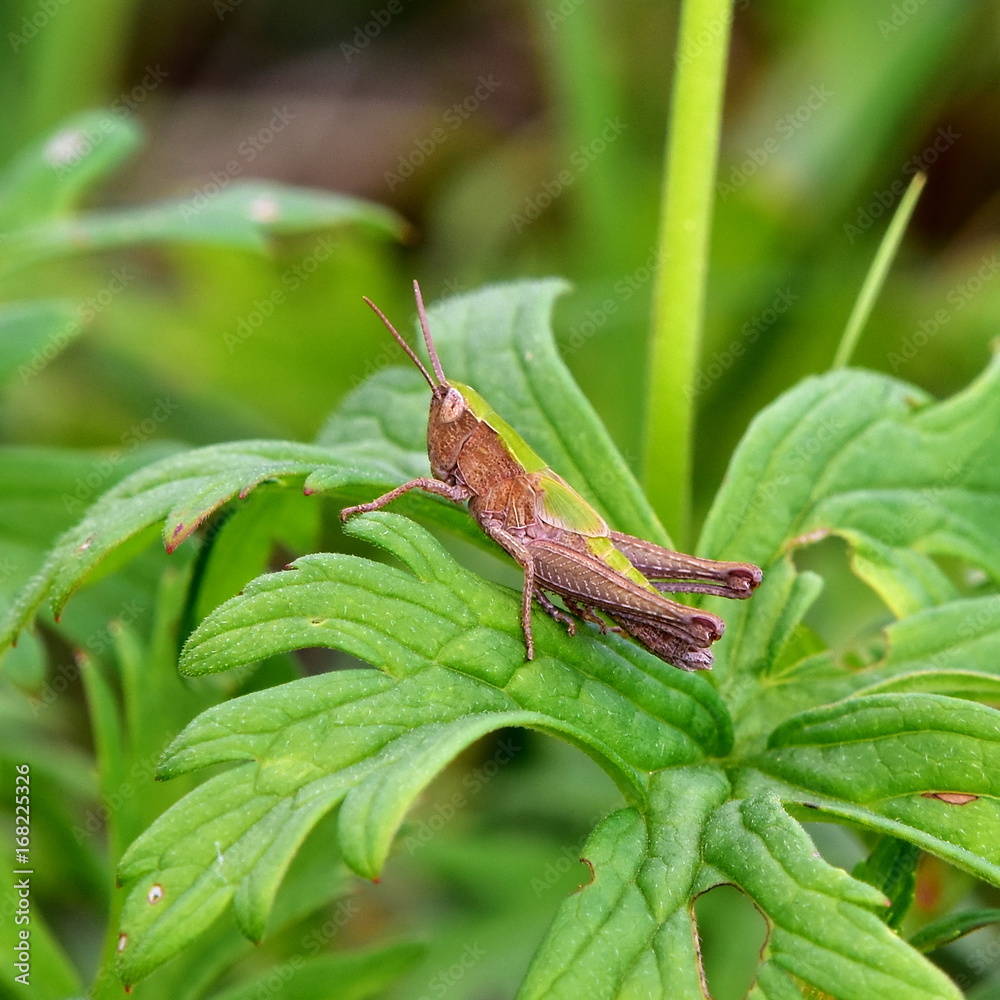 Metrioptera roeselii -Roesel's bush-cricket grasshoper Metrioptera roeselii -Roesel's bush-cricket grasshoper