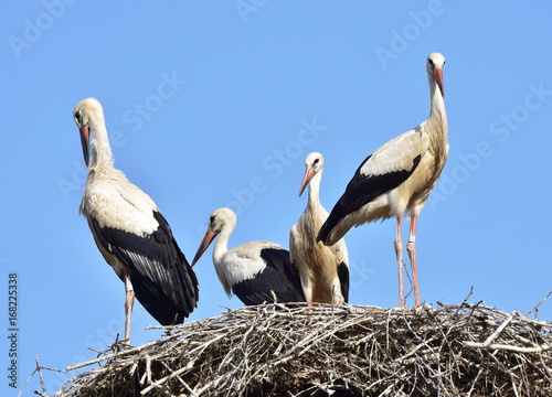 family of white storks in village Biskupice in Czech republic,first flight,