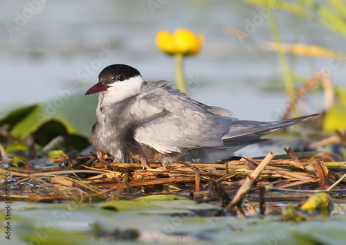 The female of the whyskered terns warms the chicks under the wings.
