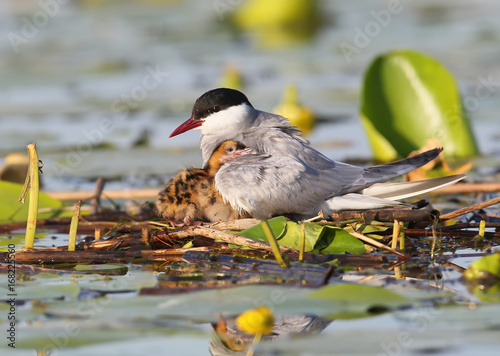The female of the whyskered terns with chick photo