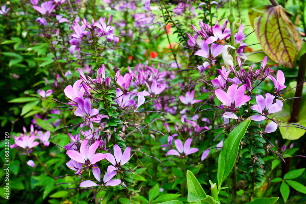 Spinnenblume (cleome seniorita rosalita)