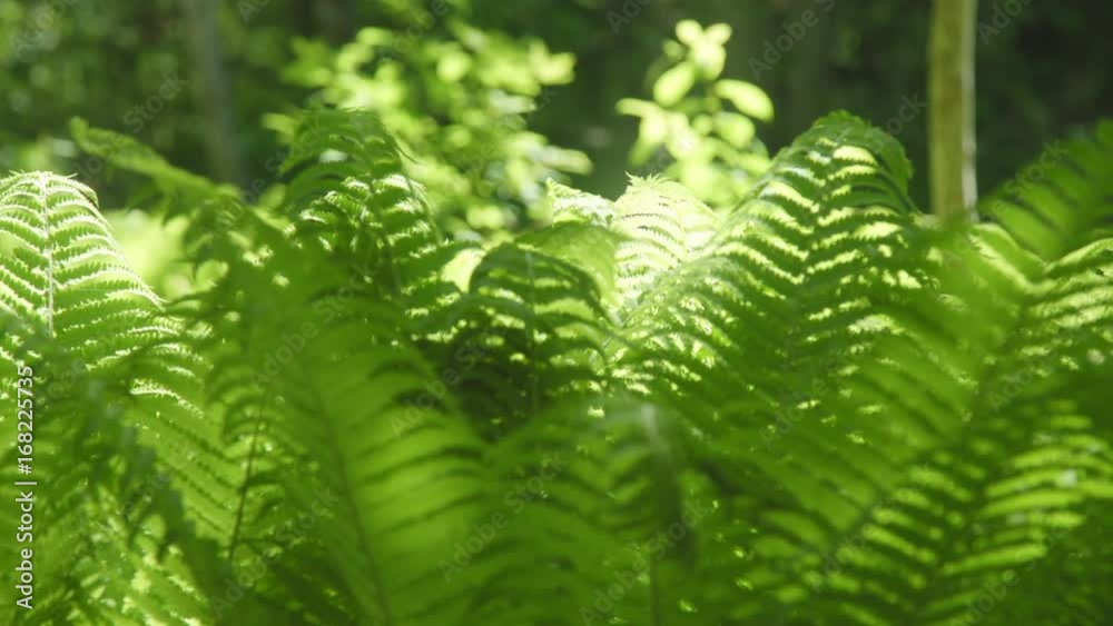 dolly shot of beautiful ferns dolly shot of beautiful ferns