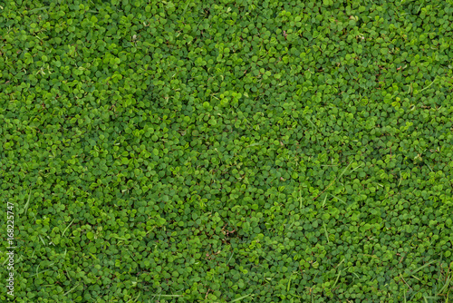 leaf green pattern