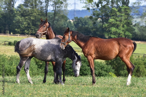 purebred horses on pasture © gallas