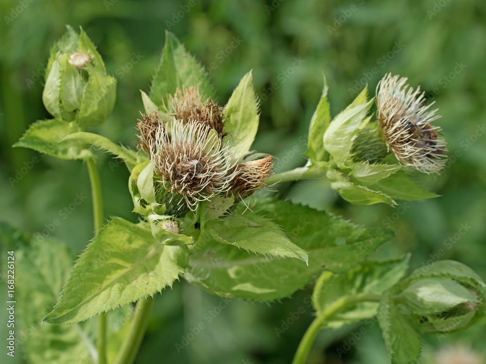Kohl-Kratzdistel, Cirsium oleraceum Kohl-Kratzdistel, Cirsium oleraceum