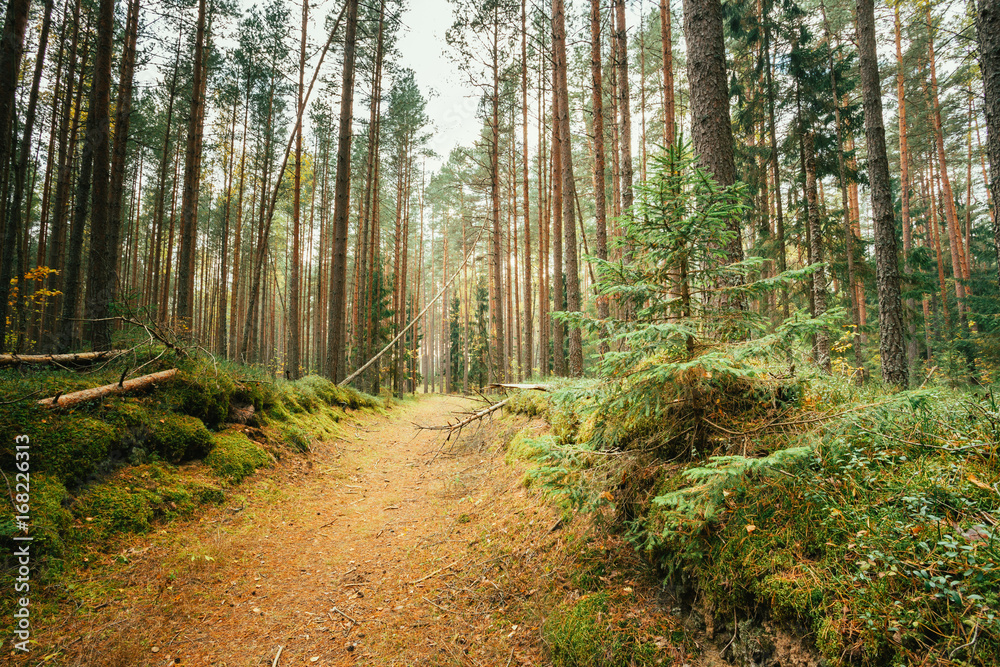 Path Lane Walkway Way Through Coniferous Autumn Forest. Nobody. Path Lane Walkway Way Through Coniferous Autumn Forest. Nobody.