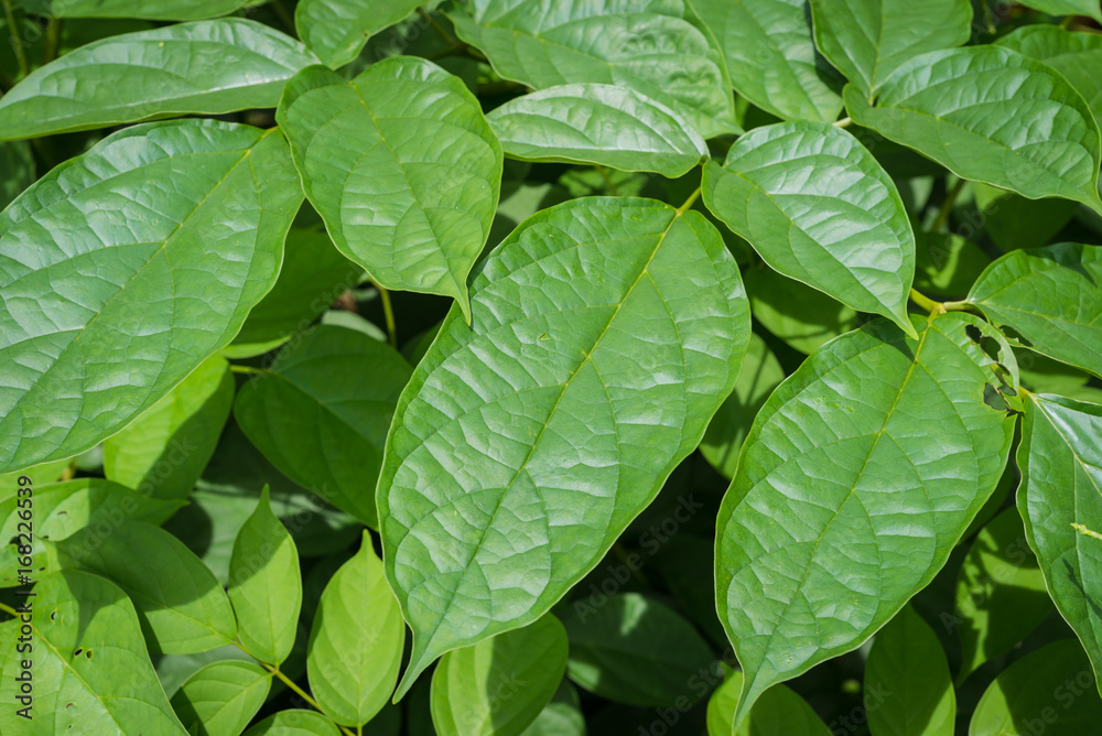 leaf leaf
